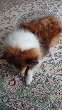 f:id:ema625:20190709144808j:plain f:id:ema625:20190709144808j:plain