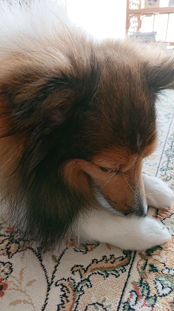 f:id:ema625:20190709144848j:plain f:id:ema625:20190709144848j:plain