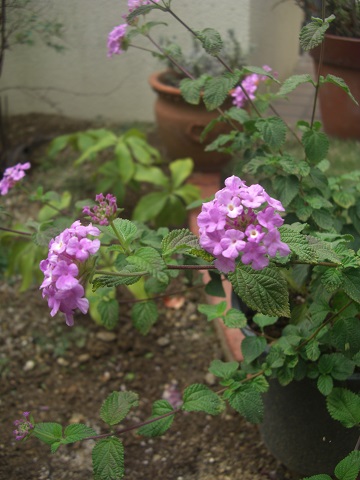 f:id:ema625:20191027134151j:plain f:id:ema625:20191027134151j:plain