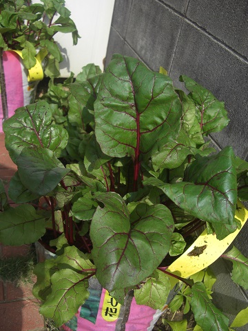 f:id:ema625:20191027140422j:plain f:id:ema625:20191027140422j:plain