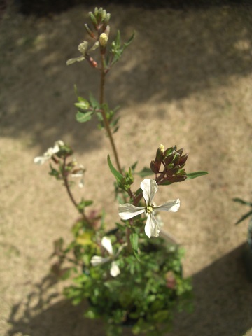 f:id:ema625:20200306105459j:plain