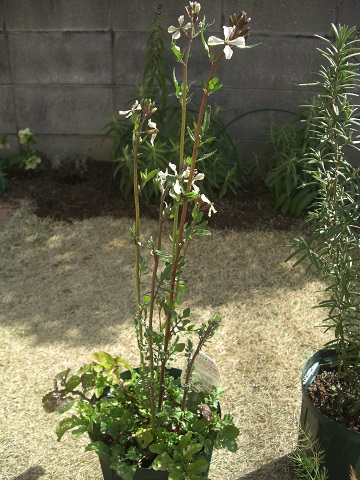 f:id:ema625:20200306105519j:plain