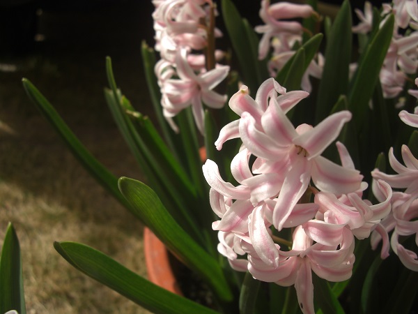f:id:ema625:20200321153319j:plain