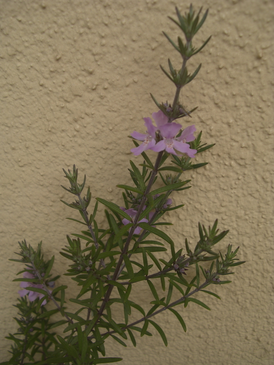 f:id:ema625:20200331110755j:plain f:id:ema625:20200331110755j:plain