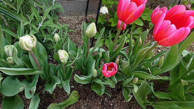 f:id:ema625:20200408151544j:plain