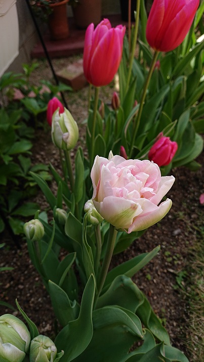 f:id:ema625:20200412111744j:plain f:id:ema625:20200412111744j:plain