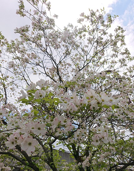 f:id:ema625:20200423163048j:plain
