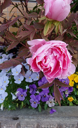 f:id:ema625:20200425124357j:plain f:id:ema625:20200425124357j:plain
