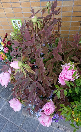 f:id:ema625:20200425124414j:plain f:id:ema625:20200425124414j:plain