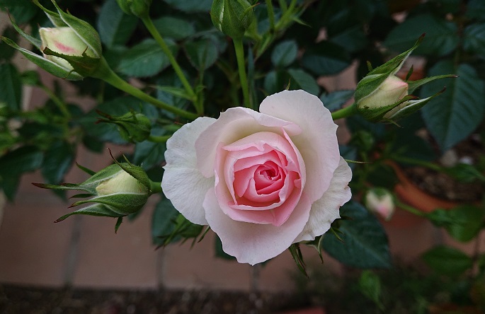 f:id:ema625:20200512082314j:plain
