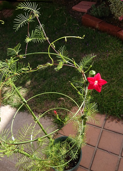 f:id:ema625:20201011155401j:plain