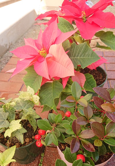 f:id:ema625:20201117111302j:plain