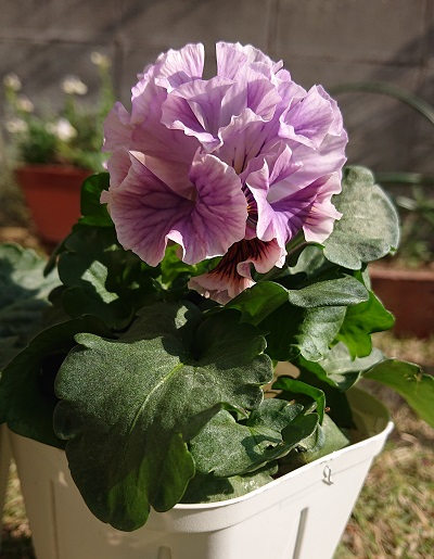 f:id:ema625:20201118140837j:plain