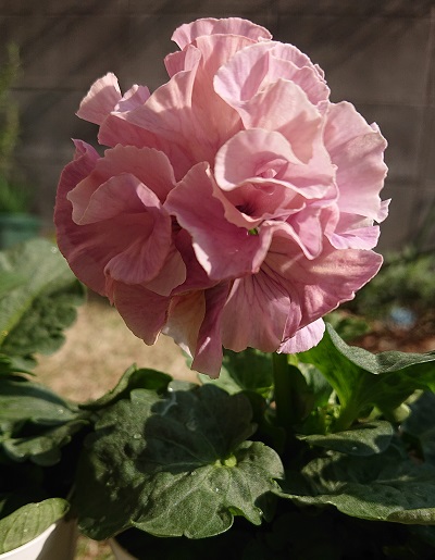f:id:ema625:20201118140901j:plain