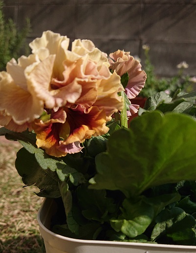 f:id:ema625:20201118140919j:plain