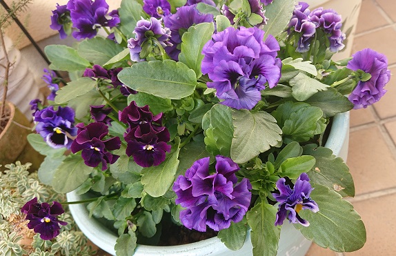 f:id:ema625:20201125151151j:plain