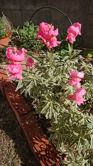 f:id:ema625:20201130152419j:plain
