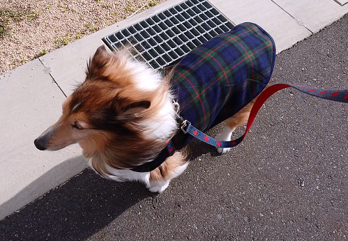 f:id:ema625:20201214223447p:plain