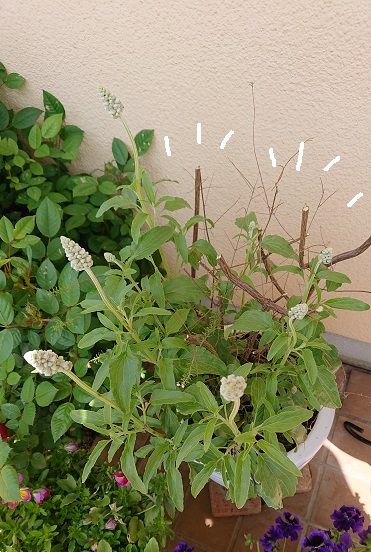 f:id:ema625:20210420113610j:plain