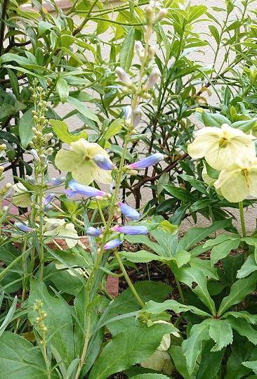 f:id:ema625:20210507102802j:plain