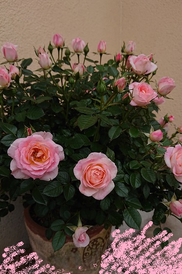 f:id:ema625:20210507110311j:plain