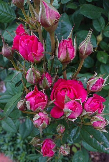 f:id:ema625:20210507110544j:plain