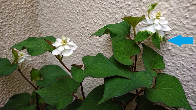 f:id:ema625:20210519073548j:plain