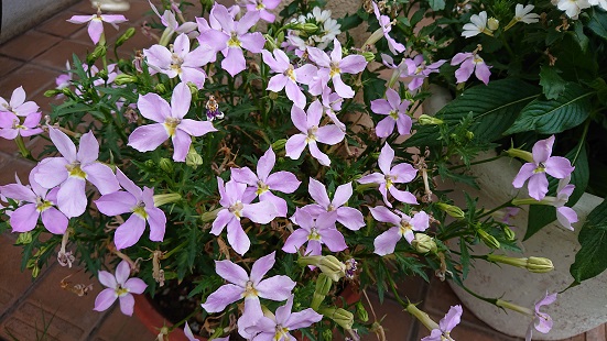 f:id:ema625:20210618093028j:plain
