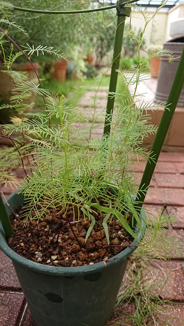 f:id:ema625:20210918102647j:plain