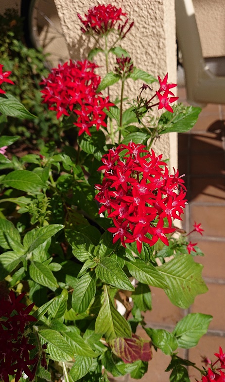 f:id:ema625:20210918103250j:plain