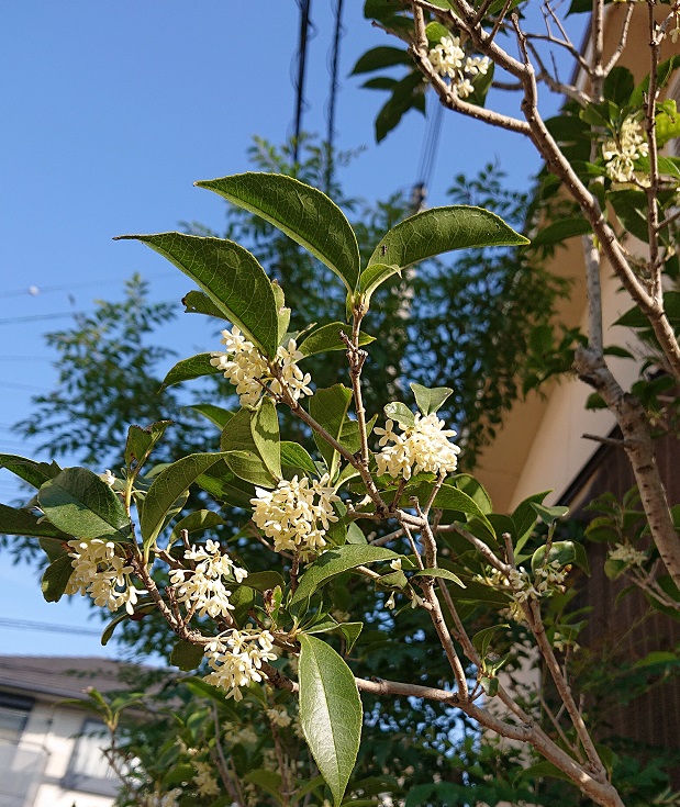 f:id:ema625:20211102153411j:plain