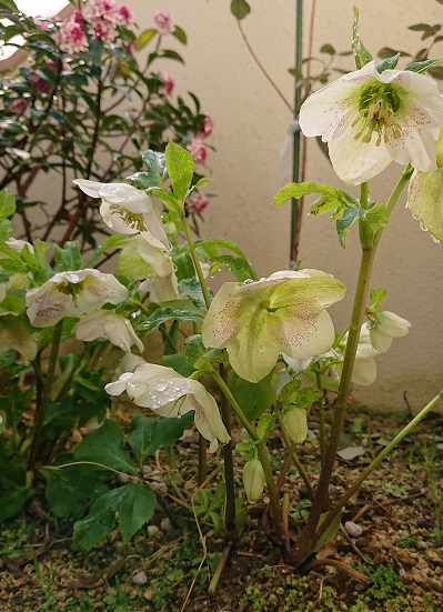 f:id:ema625:20220314111515j:plain
