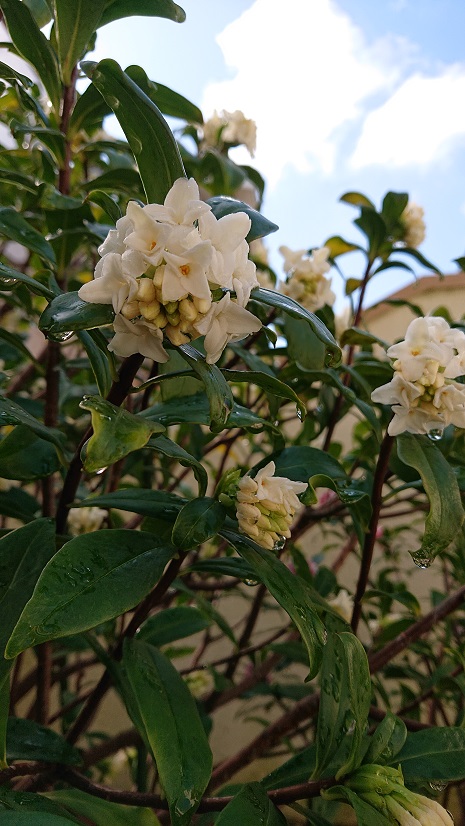 f:id:ema625:20220314111835j:plain