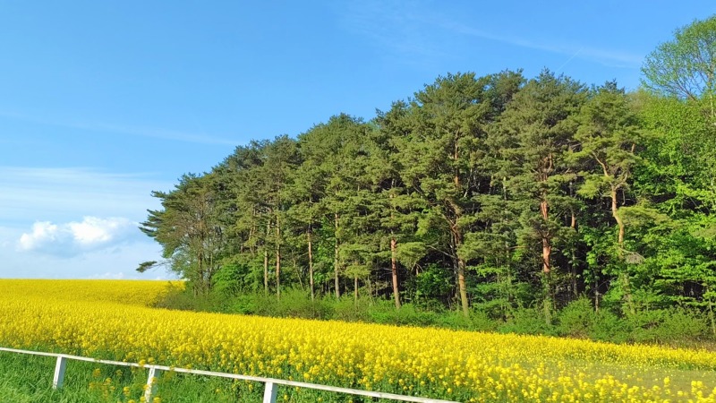 菜の花畑