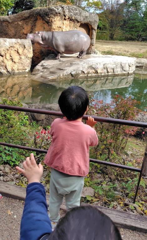 動物園のカバを見る男の子