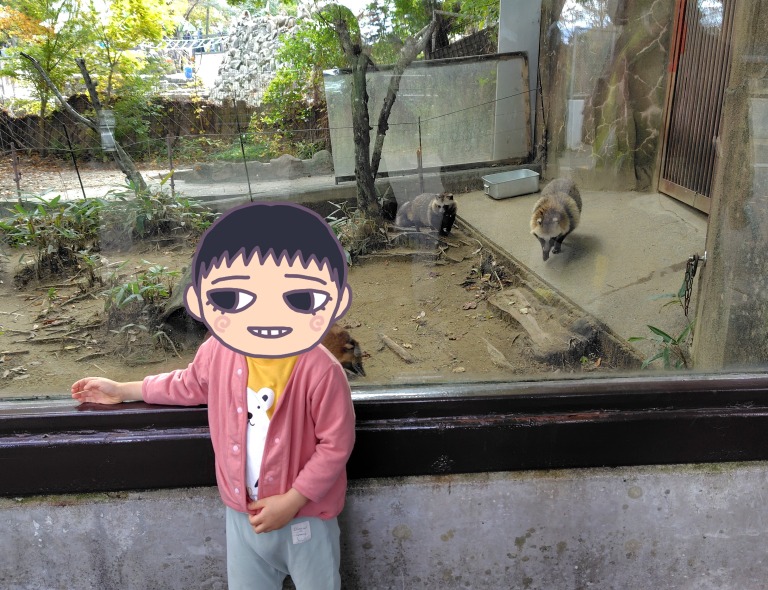 動物園のたぬき