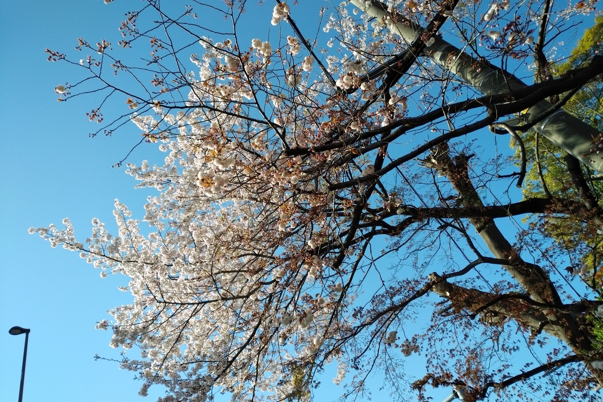 f:id:emandai34:20190409073714j:plain