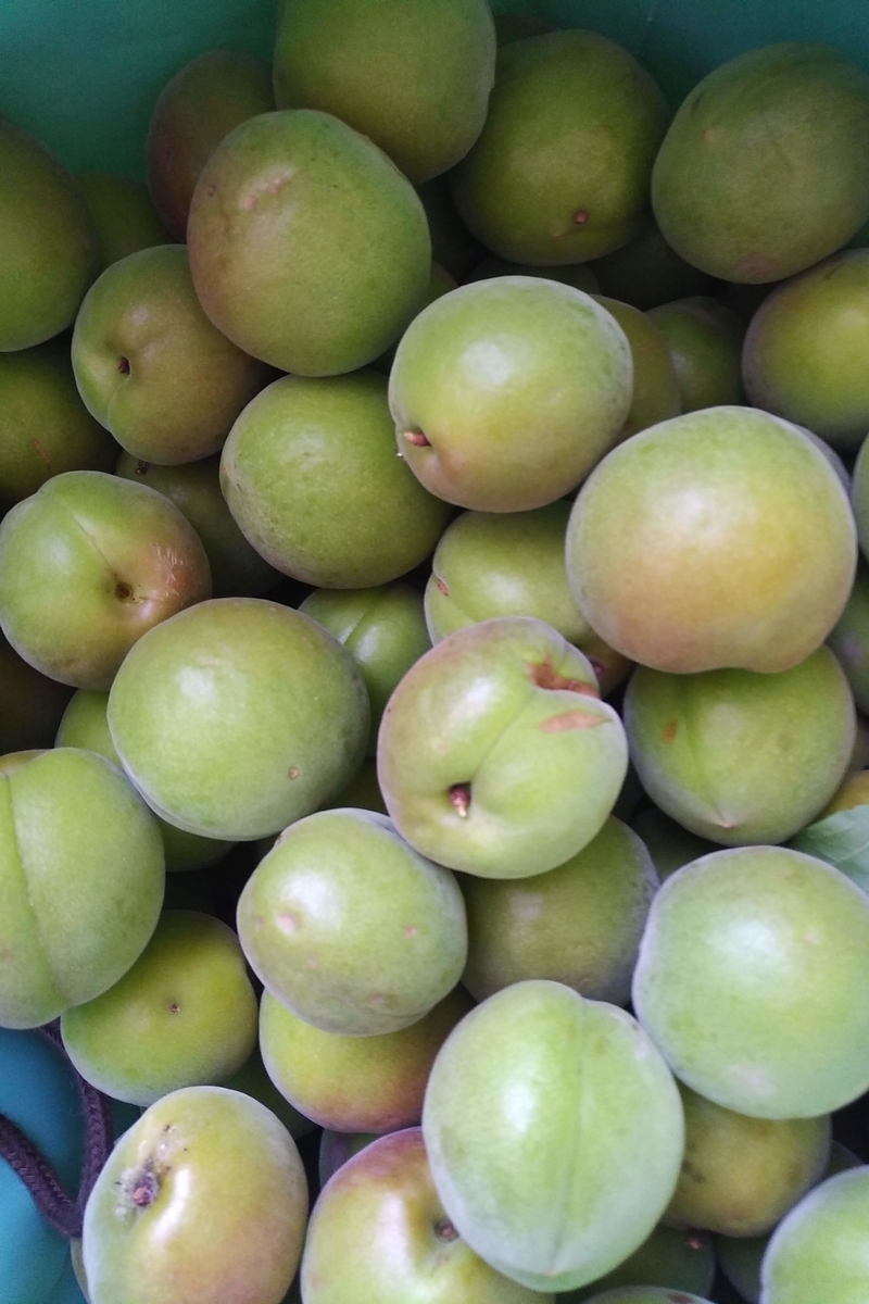 f:id:emandai34:20200605180723j:plain