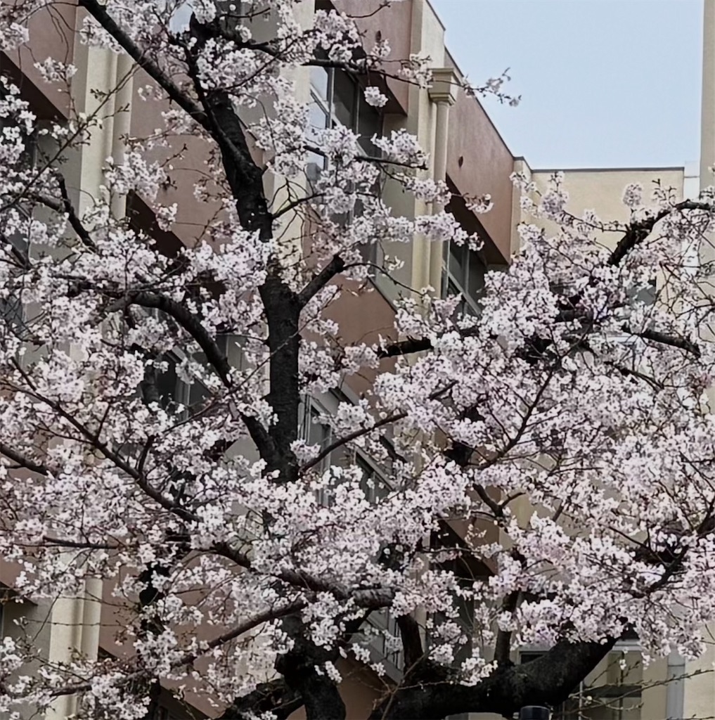 f:id:emanonsan:20260420121416j:image f:id:emanonsan:20260420121416j:image