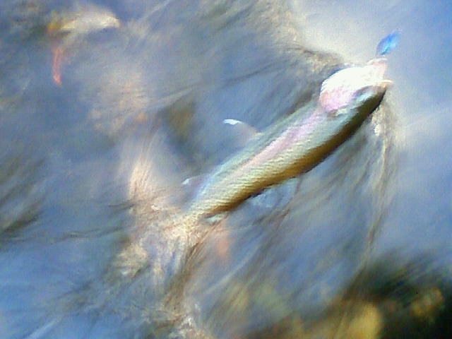 f:id:emata:20101107161900j:image