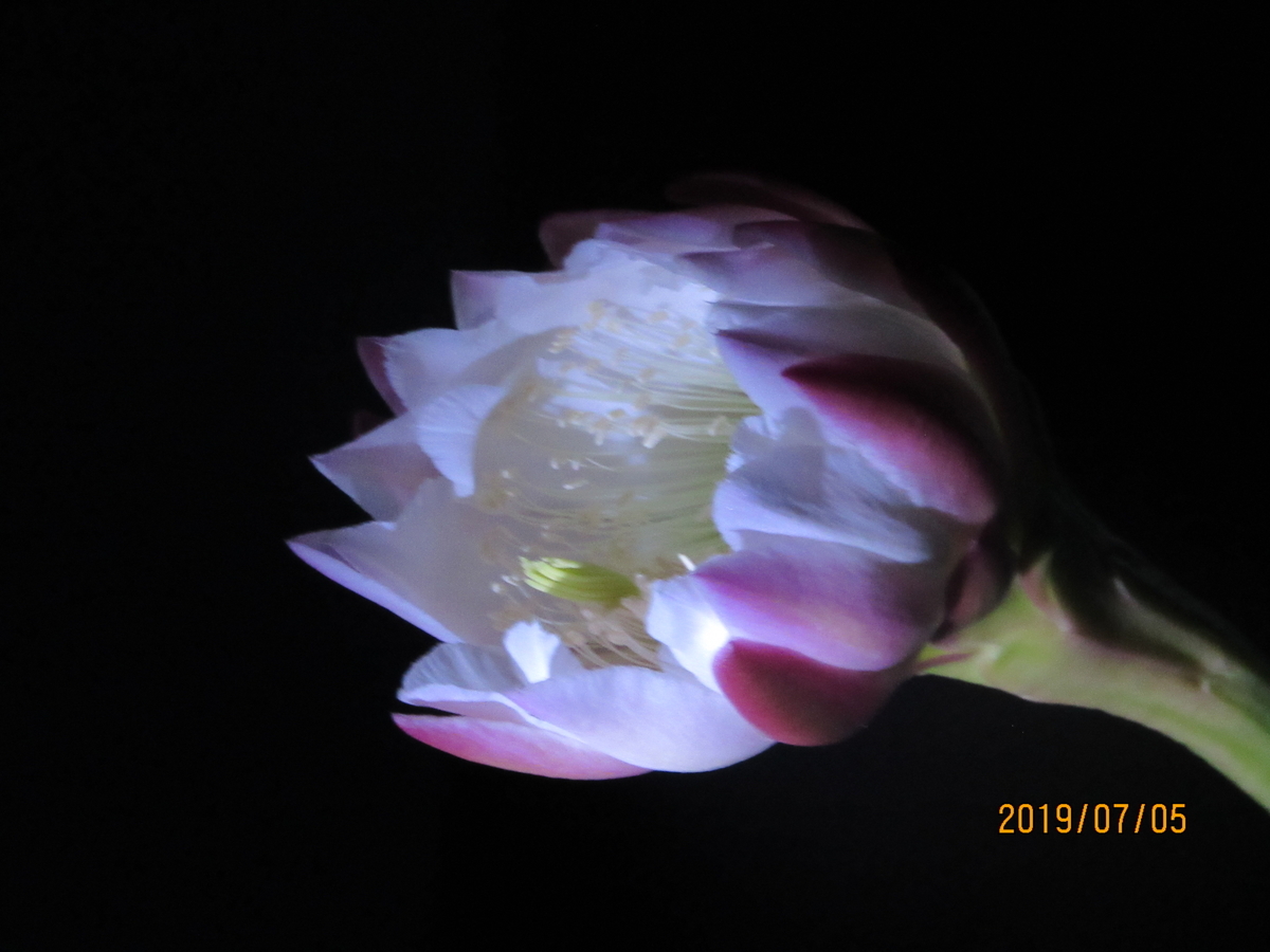 サボテン 竜神木 の花が咲いたよ Emawanoole S Blog