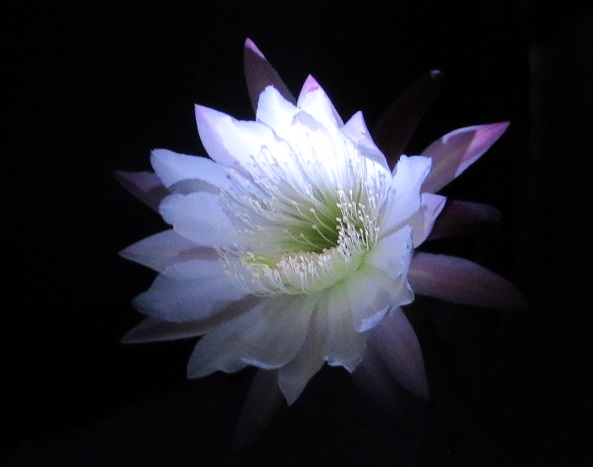 サボテン 竜神木 の花が咲いたよ Emawanoole S Blog サボテン 竜神木 の花が咲いたよ Emawanoole S Blog