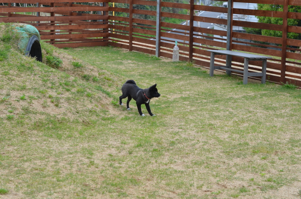 玉野市の わんこ村 にて 緊張のドッグランデビュー 4月21日 えめさんと あみさんと あとお花も