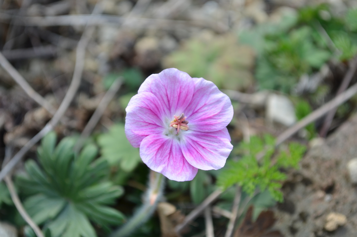 f:id:emeeme-1127:20190327162615j:plain f:id:emeeme-1127:20190327162615j:plain