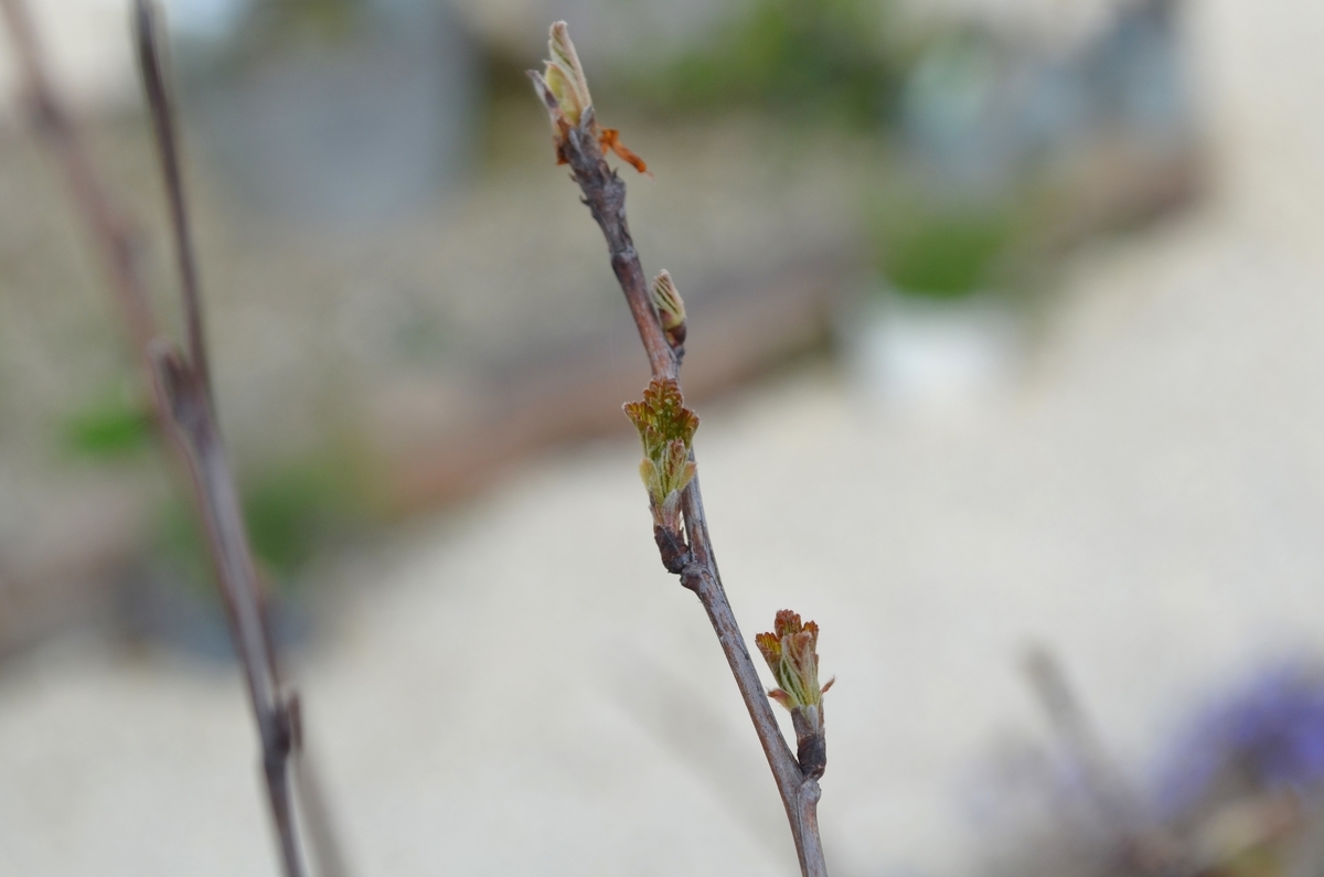 f:id:emeeme-1127:20190327162629j:plain f:id:emeeme-1127:20190327162629j:plain