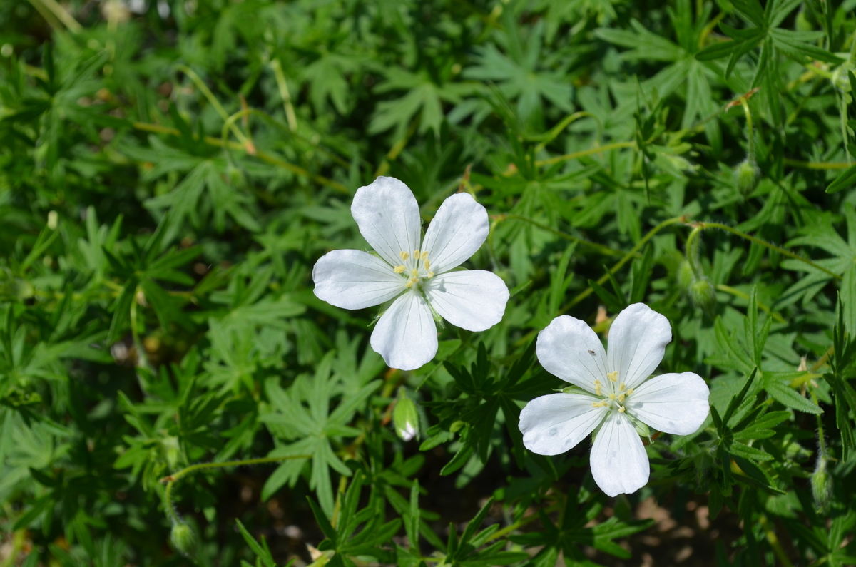 f:id:emeeme-1127:20190505153801j:plain f:id:emeeme-1127:20190505153801j:plain