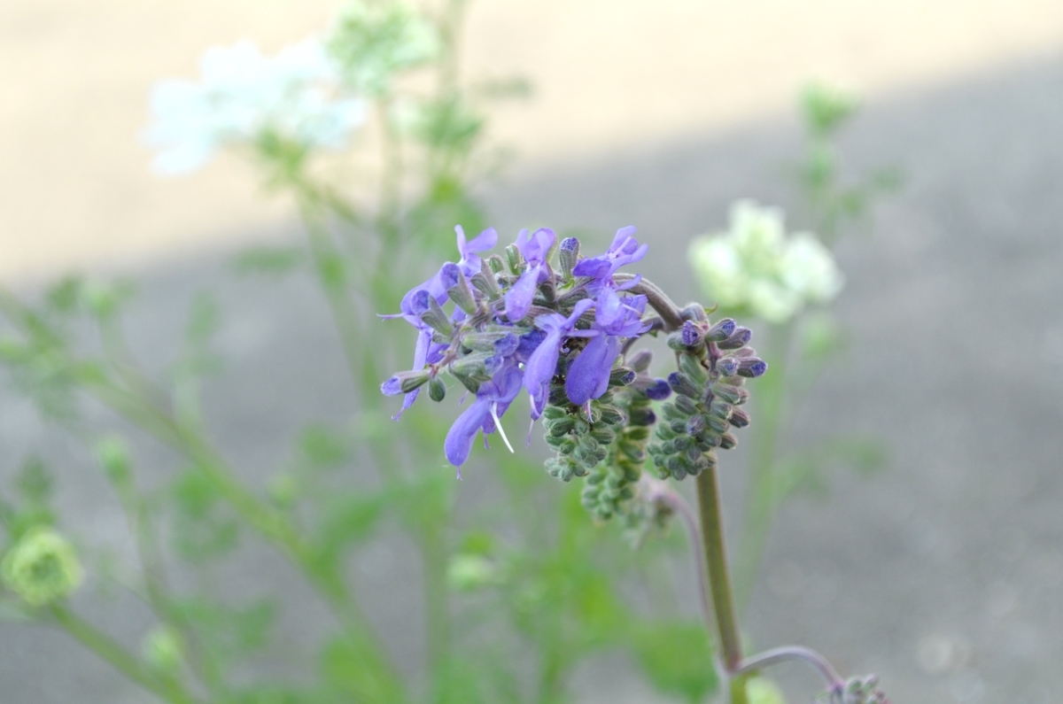 f:id:emeeme-1127:20190505153925j:plain f:id:emeeme-1127:20190505153925j:plain