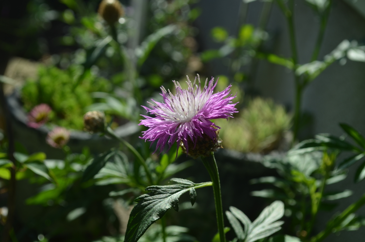 f:id:emeeme-1127:20190511164202j:plain f:id:emeeme-1127:20190511164202j:plain