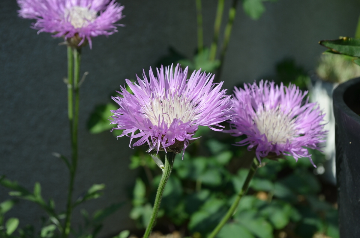 f:id:emeeme-1127:20190511164204j:plain f:id:emeeme-1127:20190511164204j:plain