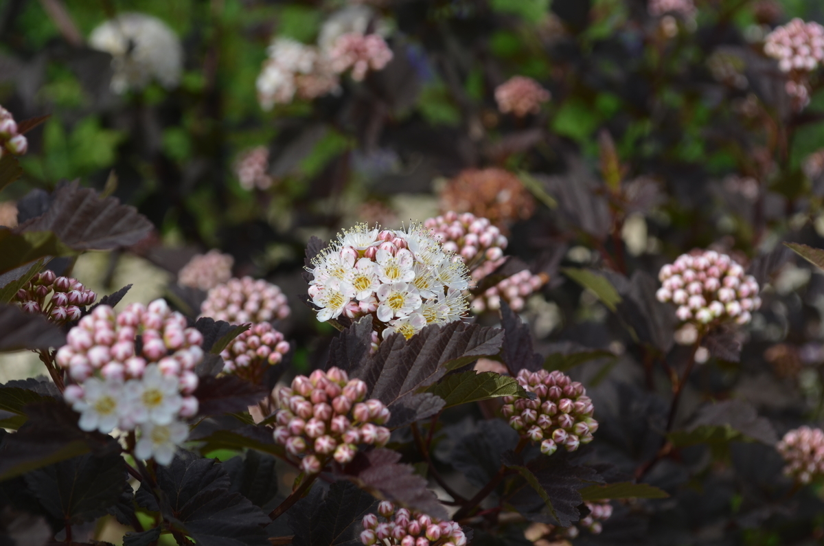 f:id:emeeme-1127:20190512154836j:plain f:id:emeeme-1127:20190512154836j:plain